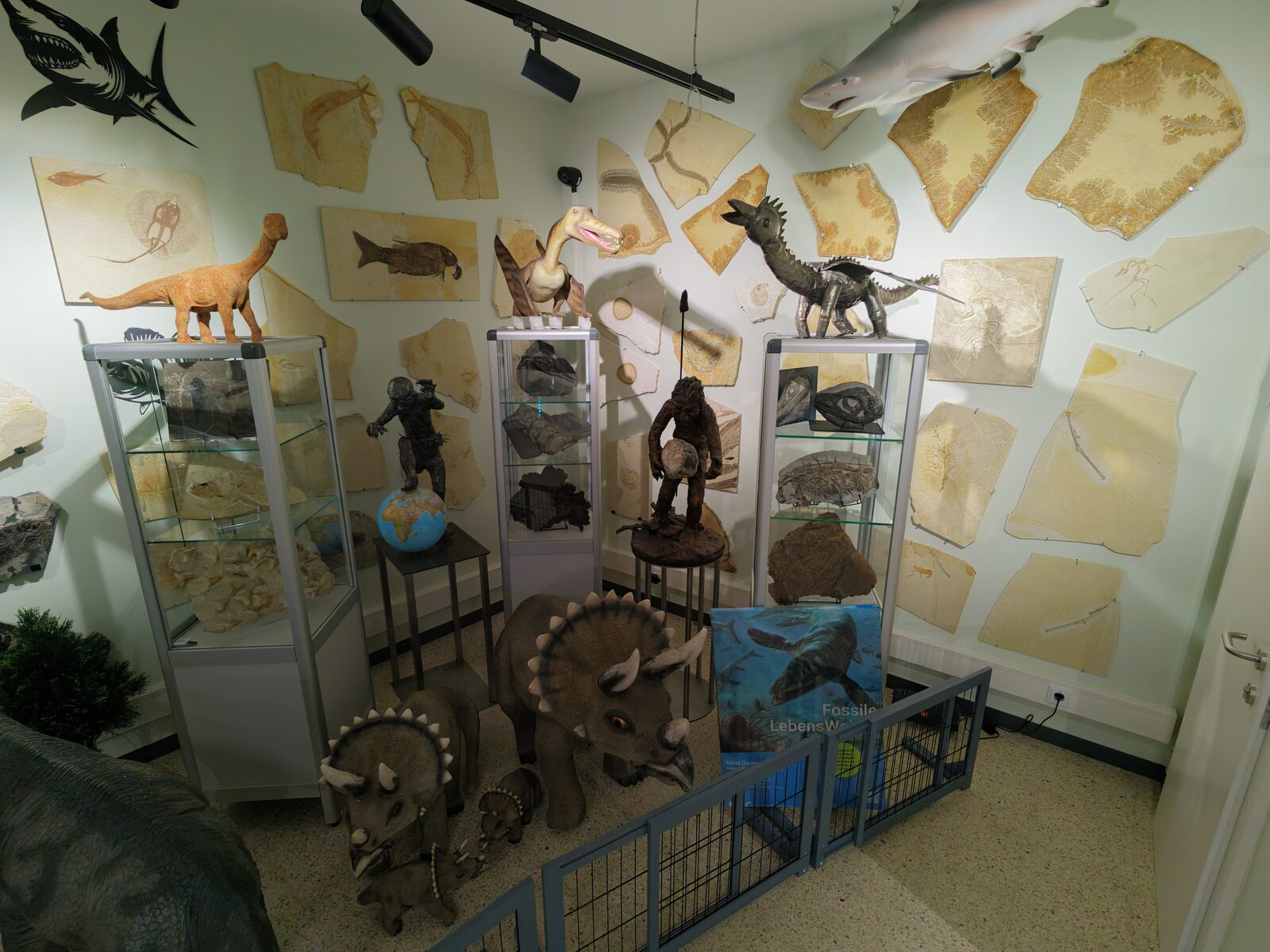 Triceratops und Vitrinen